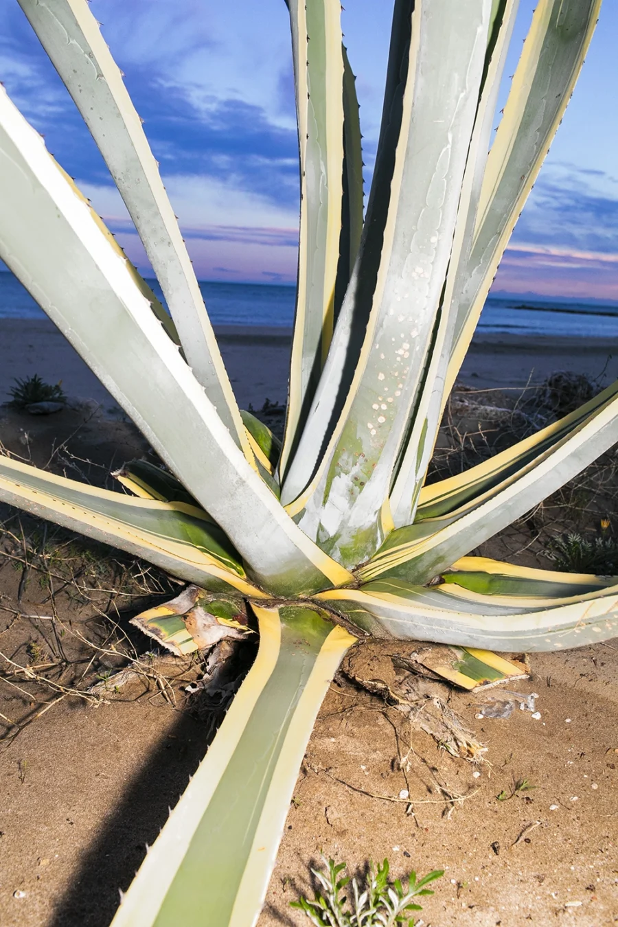 Agave