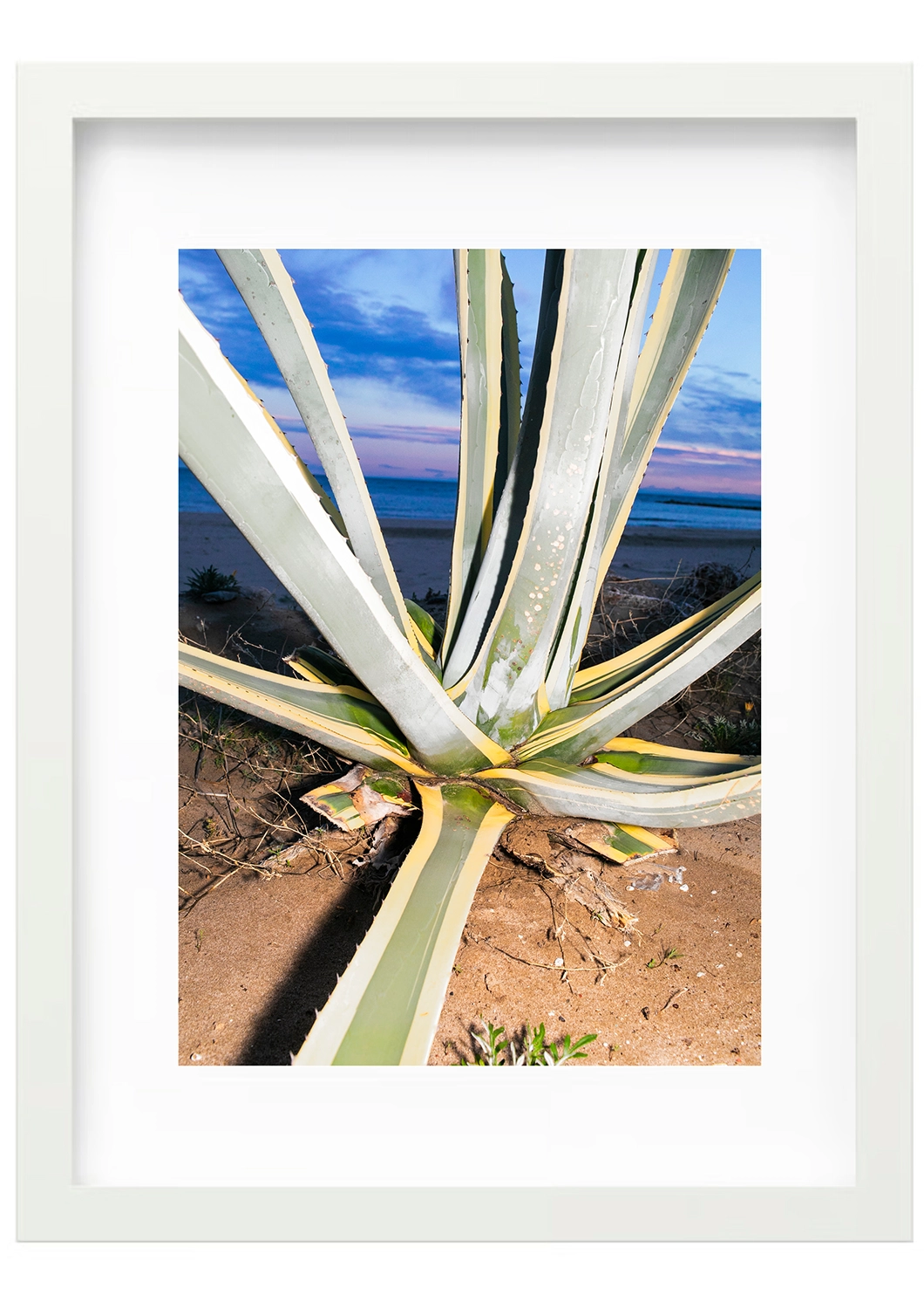 Agave