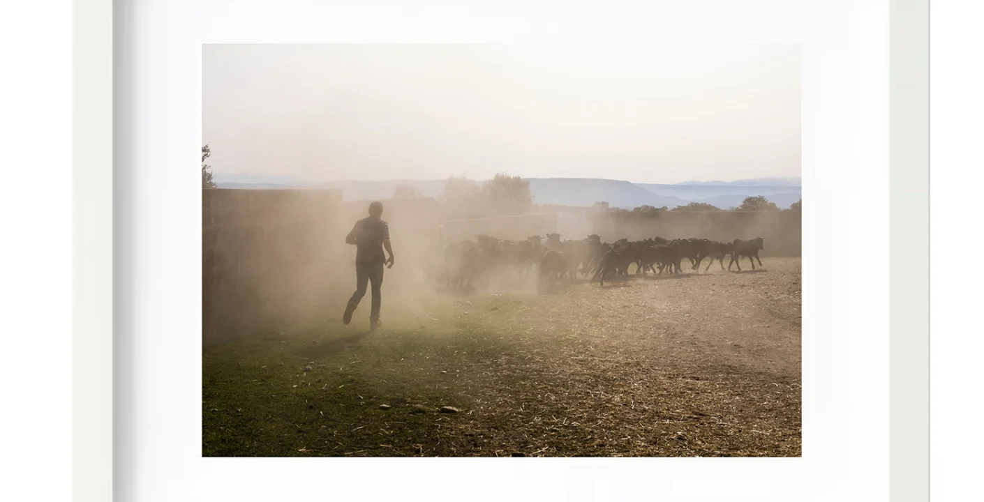 Fotografía figurativa, con el ganado