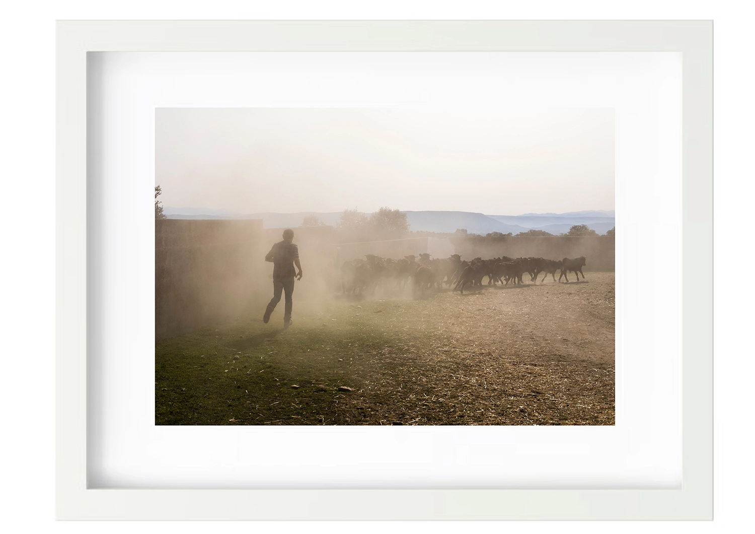 Fotografía figurativa, con el ganado