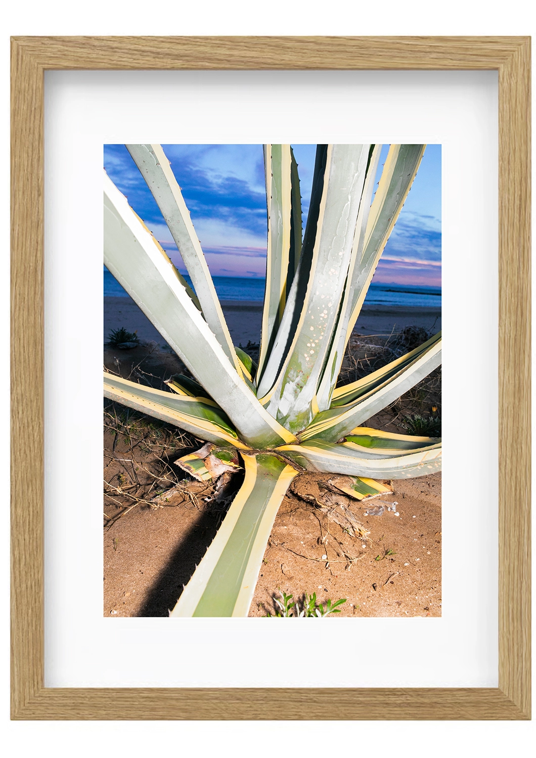 Agave