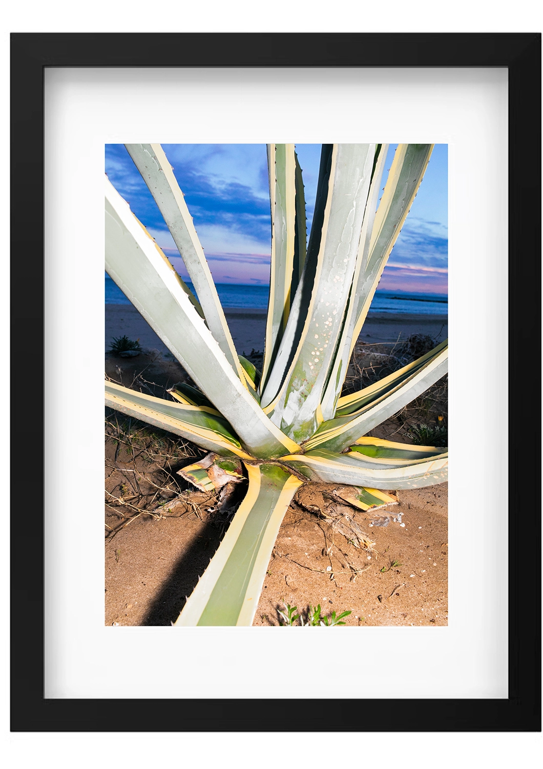 Agave