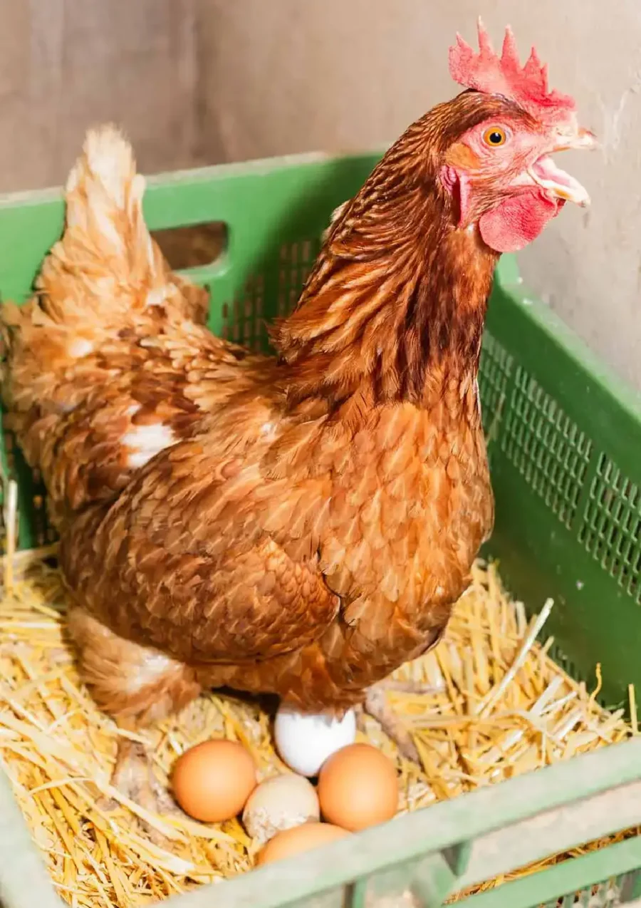Gallina
